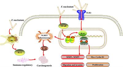 Involvement of Fusobacterium nucleatum in malignancies except for colorectal cancer: A literature review